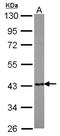EMAP Like 2 antibody, NBP2-16330, Novus Biologicals, Western Blot image 