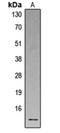 Neutrophil defensin 1 antibody, orb224162, Biorbyt, Western Blot image 