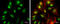 Fizzy And Cell Division Cycle 20 Related 1 antibody, GTX111200, GeneTex, Immunocytochemistry image 