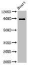 Cadherin 15 antibody, orb401164, Biorbyt, Western Blot image 