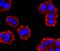 Glucagon antibody, A00678, Boster Biological Technology, Immunocytochemistry image 