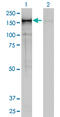 Cnap1 antibody, LS-C133608, Lifespan Biosciences, Western Blot image 