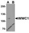 WWC1 antibody, 7991, ProSci, Western Blot image 