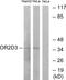 Olfactory Receptor Family 2 Subfamily D Member 3 antibody, GTX87988, GeneTex, Western Blot image 