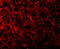 ANTXR Cell Adhesion Molecule 1 antibody, 3117, ProSci Inc, Immunofluorescence image 