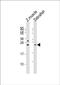 LIN28A antibody, PA5-72262, Invitrogen Antibodies, Western Blot image 