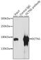 Dynactin Subunit 1 antibody, 18-125, ProSci, Immunoprecipitation image 
