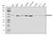 DNA Methyltransferase 1 Associated Protein 1 antibody, A03688-2, Boster Biological Technology, Western Blot image 