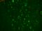 Transient Receptor Potential Cation Channel Subfamily C Member 4 antibody, SMC-315D, StressMarq, Immunohistochemistry frozen image 