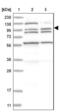 XPC Complex Subunit, DNA Damage Recognition And Repair Factor antibody, NBP2-38261, Novus Biologicals, Western Blot image 