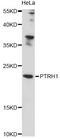 Peptidyl-TRNA Hydrolase 1 Homolog antibody, LS-C749451, Lifespan Biosciences, Western Blot image 