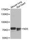 Mitochondrially Encoded NADH:Ubiquinone Oxidoreductase Core Subunit 5 antibody, LS-C747568, Lifespan Biosciences, Western Blot image 