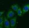 Nitric oxide synthase trafficker antibody, FNab05797, FineTest, Immunofluorescence image 