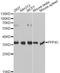 Protein Phosphatase 4 Catalytic Subunit antibody, A13531, ABclonal Technology, Western Blot image 