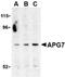Autophagy Related 7 antibody, ADI-905-722-100, Enzo Life Sciences, Western Blot image 