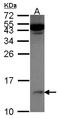 S100 Calcium Binding Protein A11 antibody, LS-C185380, Lifespan Biosciences, Western Blot image 