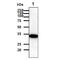 CCAAT Enhancer Binding Protein Beta antibody, MBS200024, MyBioSource, Western Blot image 