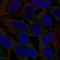 NLR Family Pyrin Domain Containing 11 antibody, HPA078027, Atlas Antibodies, Immunocytochemistry image 