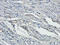 Forkhead Box O1 antibody, orb256540, Biorbyt, Immunohistochemistry paraffin image 
