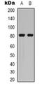 Caldesmon 1 antibody, orb338958, Biorbyt, Western Blot image 
