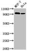 BCAR1 Scaffold Protein, Cas Family Member antibody, orb400792, Biorbyt, Western Blot image 