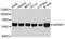 SERPINE1 MRNA Binding Protein 1 antibody, abx127042, Abbexa, Western Blot image 