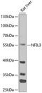 NFIL3 antibody, 15-329, ProSci, Western Blot image 