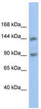 Contactin Associated Protein Like 3 antibody, TA342063, Origene, Western Blot image 