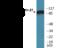 Integrin Subunit Beta 1 antibody, EKC2047, Boster Biological Technology, Western Blot image 