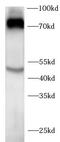 Inhibin Subunit Beta B antibody, FNab04320, FineTest, Western Blot image 