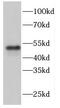 F-Box And WD Repeat Domain Containing 4 antibody, FNab03055, FineTest, Western Blot image 