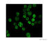Histone Cluster 4 H4 antibody, ab10158, Abcam, Immunocytochemistry image 