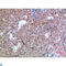 CD300 Molecule Like Family Member B antibody, LS-C813806, Lifespan Biosciences, Immunohistochemistry paraffin image 