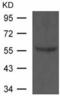 Ring Finger Protein 1 antibody, TA321544, Origene, Western Blot image 
