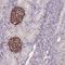 Kelch Like Family Member 35 antibody, NBP1-89837, Novus Biologicals, Immunohistochemistry frozen image 