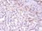 Endoplasmic reticulum resident protein 29 antibody, A51725-100, Epigentek, Immunohistochemistry paraffin image 