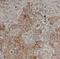 Macrophage Erythroblast Attacher antibody, FNab04928, FineTest, Immunohistochemistry frozen image 