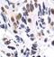 p38 antibody, MA5-15177, Invitrogen Antibodies, Immunohistochemistry frozen image 