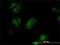 Kinase suppressor of Ras 2 antibody, H00283455-M02, Novus Biologicals, Immunocytochemistry image 