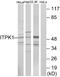 Inositol-tetrakisphosphate 1-kinase antibody, A09106, Boster Biological Technology, Western Blot image 