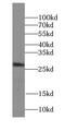 Syntaxin-10 antibody, FNab08444, FineTest, Western Blot image 