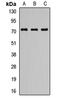 Cca1 antibody, orb411687, Biorbyt, Western Blot image 