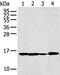 Ribosomal Protein S15a antibody, PA5-51314, Invitrogen Antibodies, Western Blot image 
