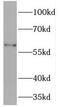 Protein Disulfide Isomerase Family A Member 5 antibody, FNab06274, FineTest, Western Blot image 