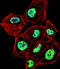 Heterogeneous Nuclear Ribonucleoprotein D antibody, LS-C164958, Lifespan Biosciences, Immunofluorescence image 