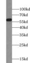 Myeloperoxidase antibody, FNab05285, FineTest, Western Blot image 