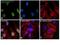 Immunoglobulin Heavy Constant Mu antibody, A-21042, Invitrogen Antibodies, Immunofluorescence image 
