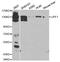 hUpf1 antibody, MBS127588, MyBioSource, Western Blot image 