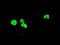 HNF-3A antibody, GTX84487, GeneTex, Immunofluorescence image 