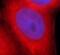 BCL2 Like 1 antibody, FNab00843, FineTest, Immunofluorescence image 